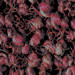 Aqua 9500 Oxide Red Swatch